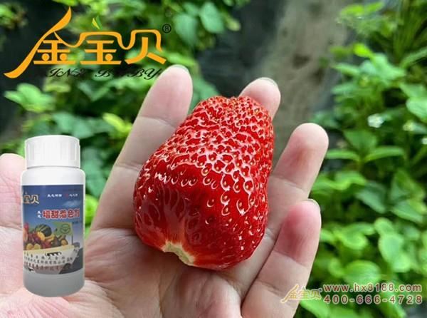 沛_保定大棚草莓增增收、增甜着色的? width=