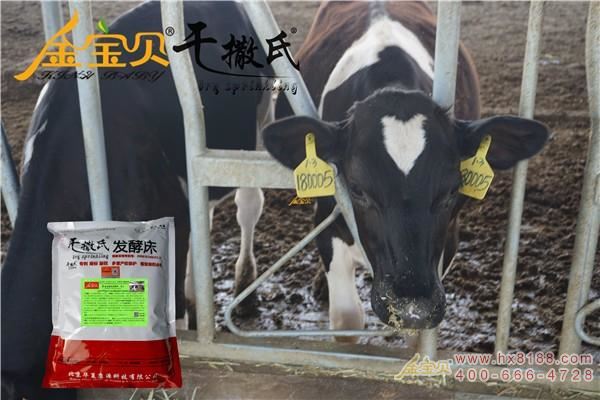 吉林公主岭猪改造干撒氏发酵床养牛棚? width=